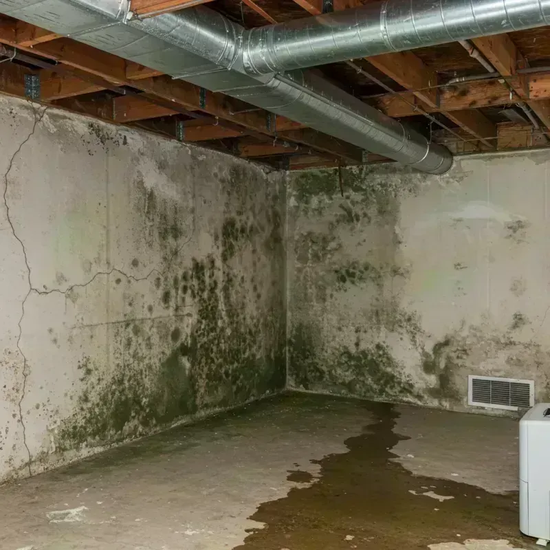 Professional Mold Removal in Kremmling, CO